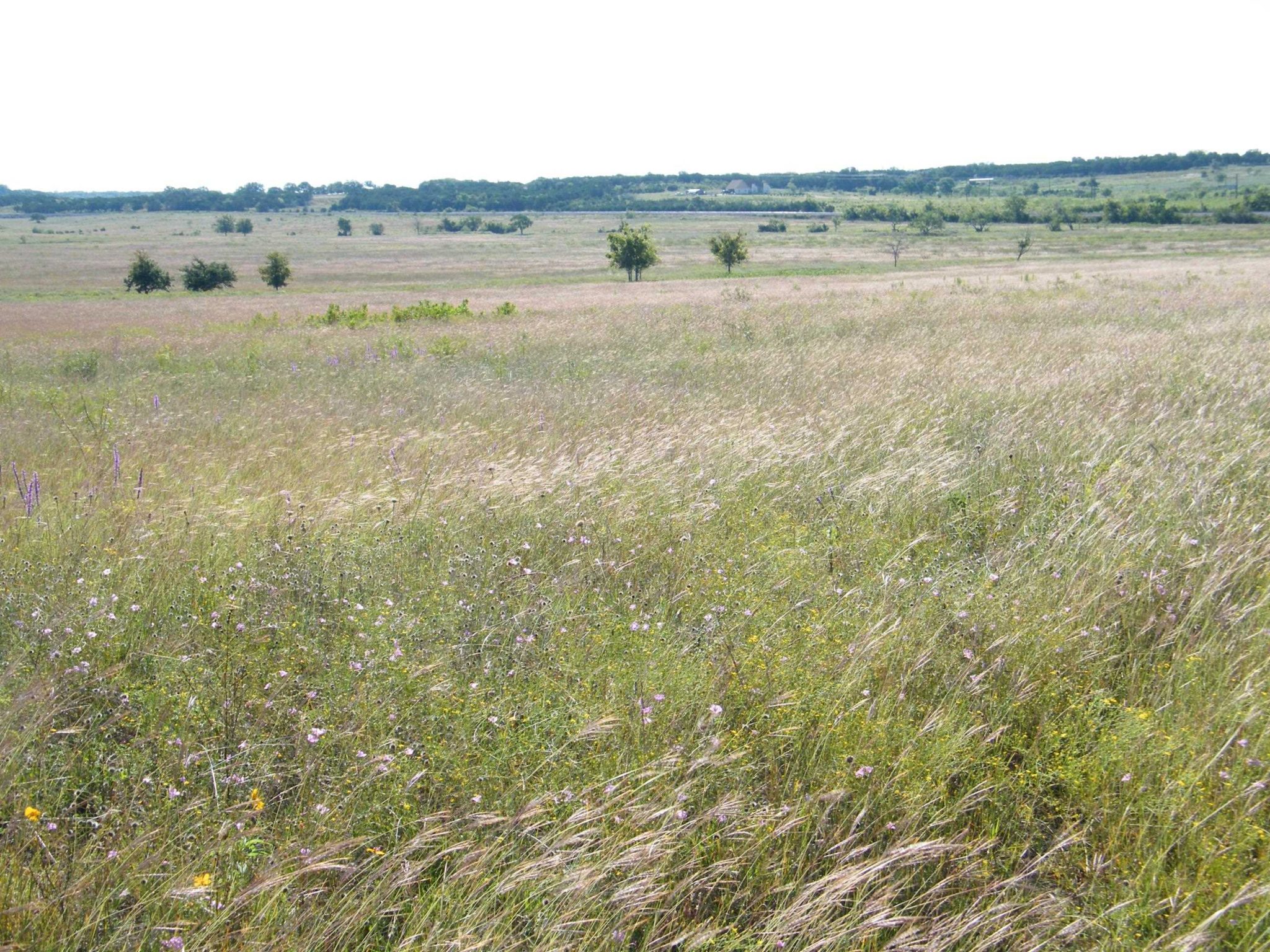 unk Westfall, Burnet