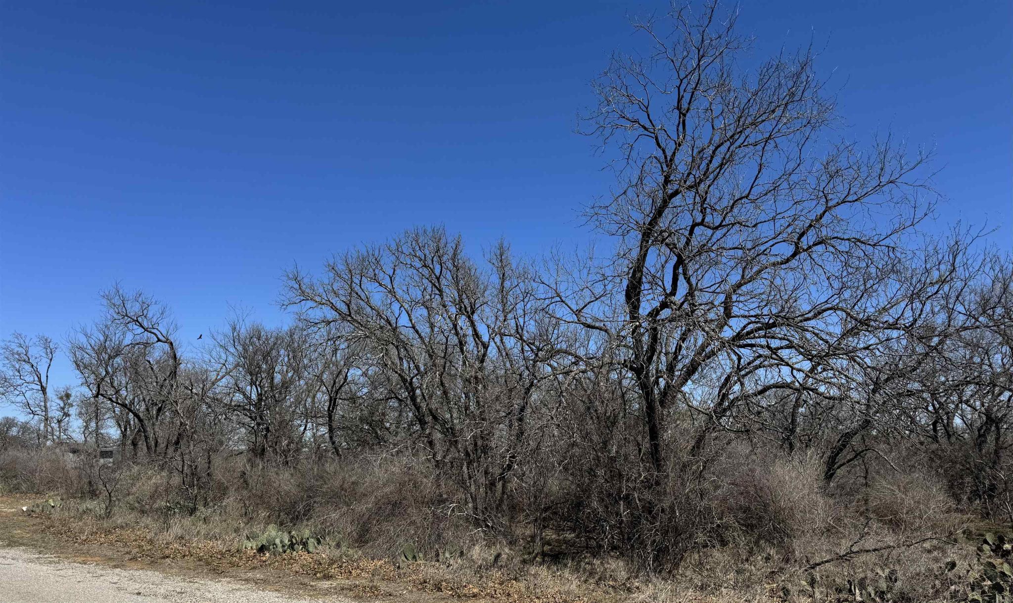 Lot 219 Western, Kingsland