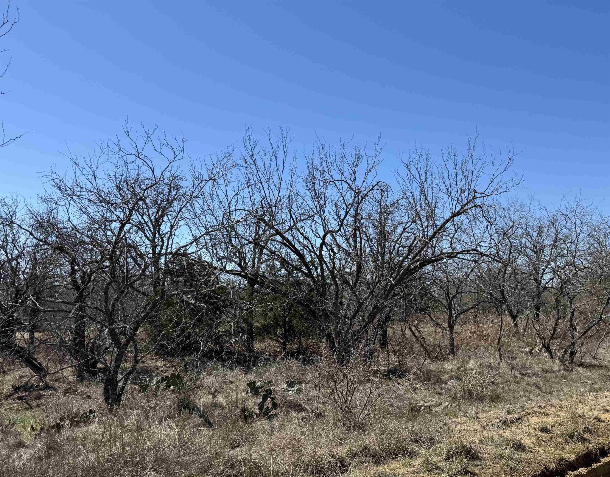 Lot 102 Ridgemont, Kingsland