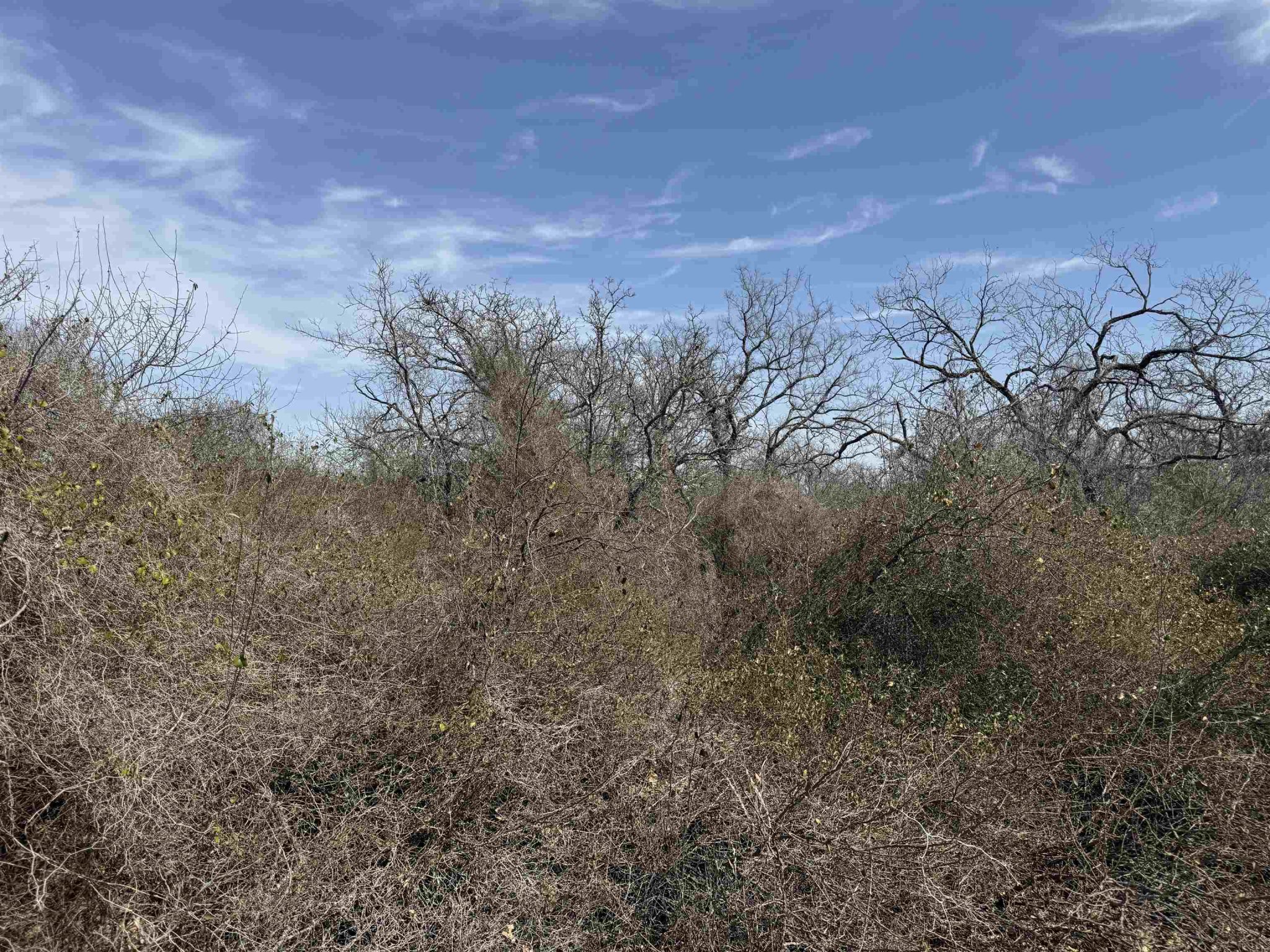 Lot 295 Pinemont, Kingsland