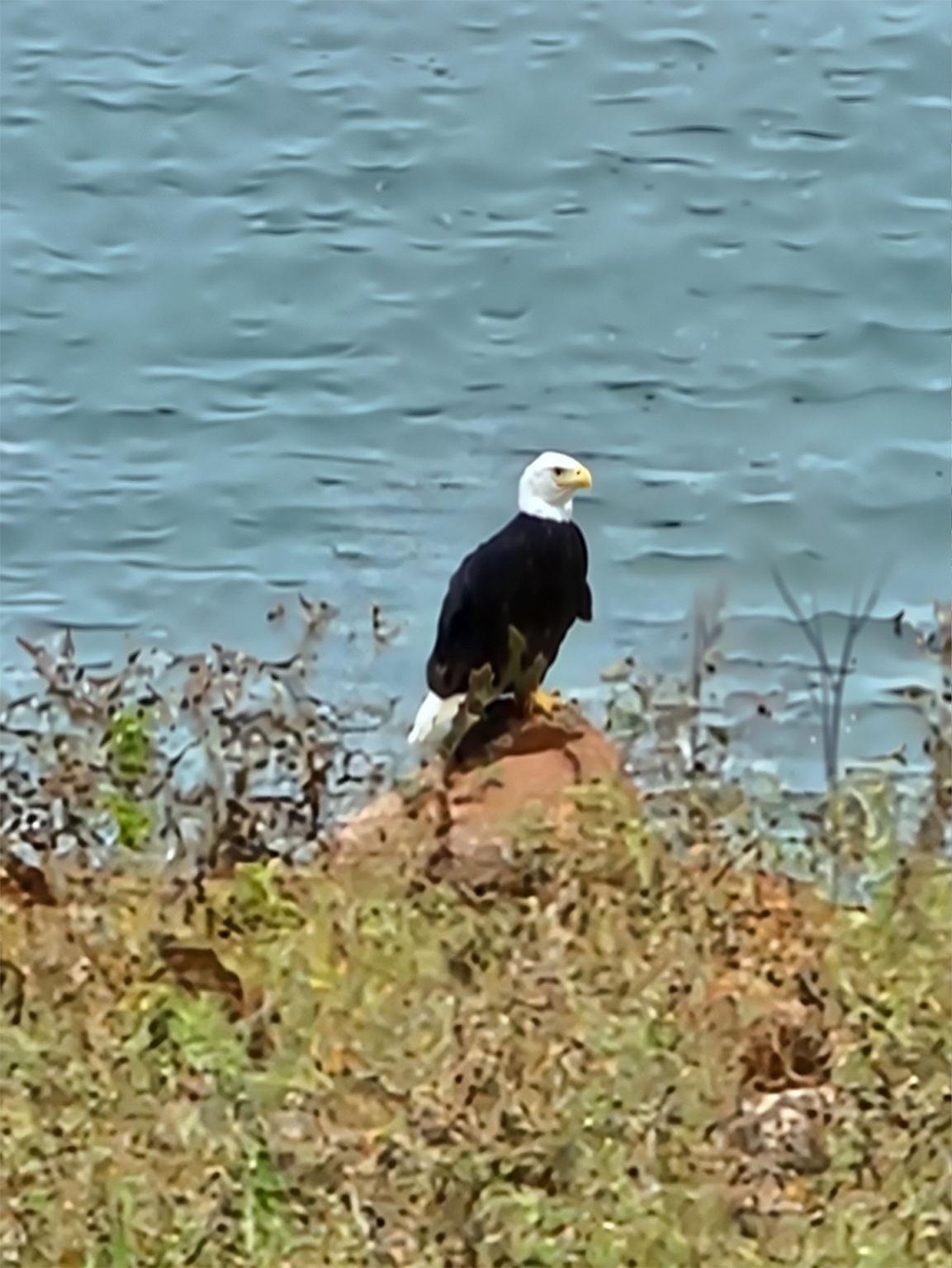 This eagle photo was taken from the patio