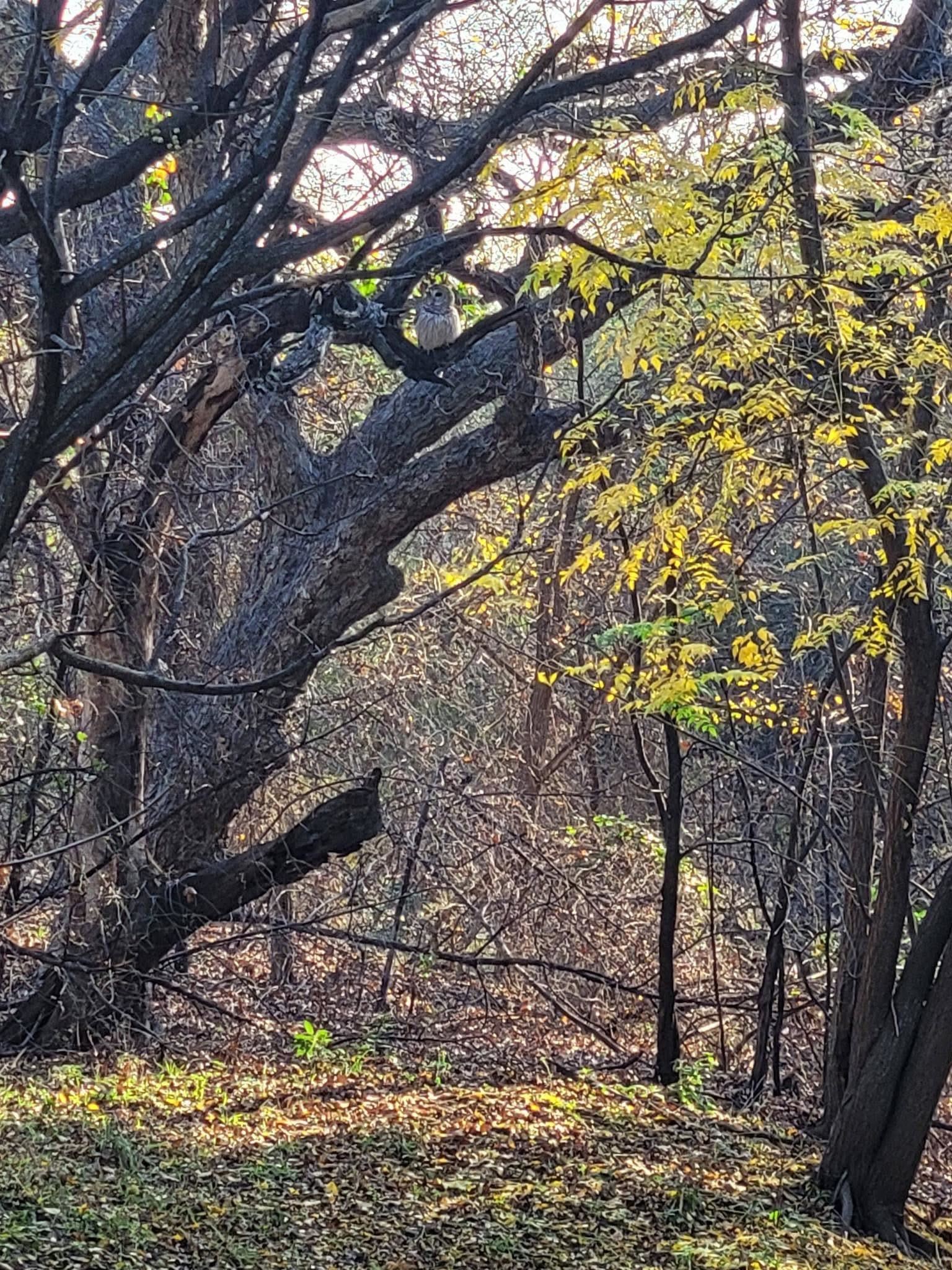 Nice trees