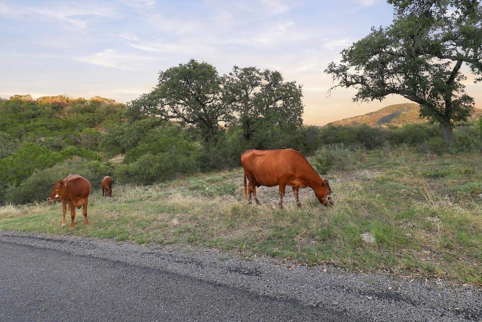 Cattle grazing among mature oaks and rolling terrain capture the authentic ranch character;Ag exempt
