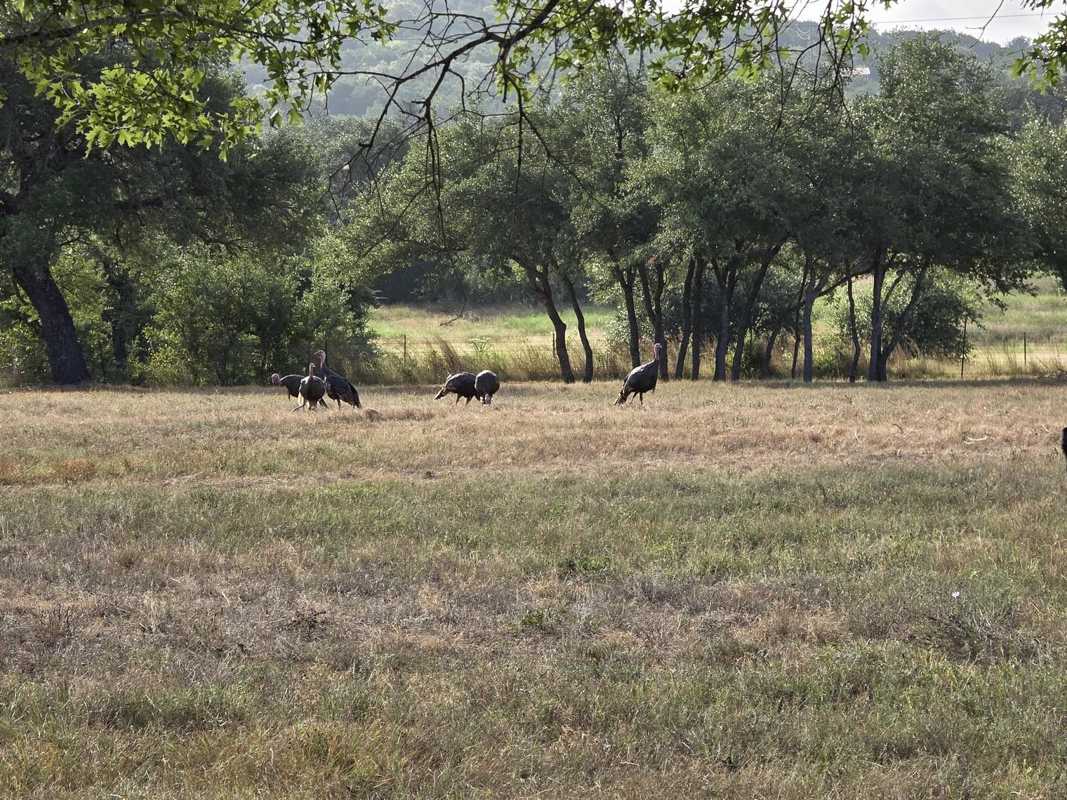 These gobblers show up on the property every day.